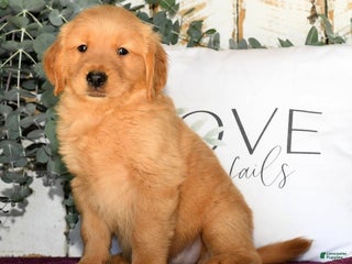 Golden Retriever dogs - Ad 32