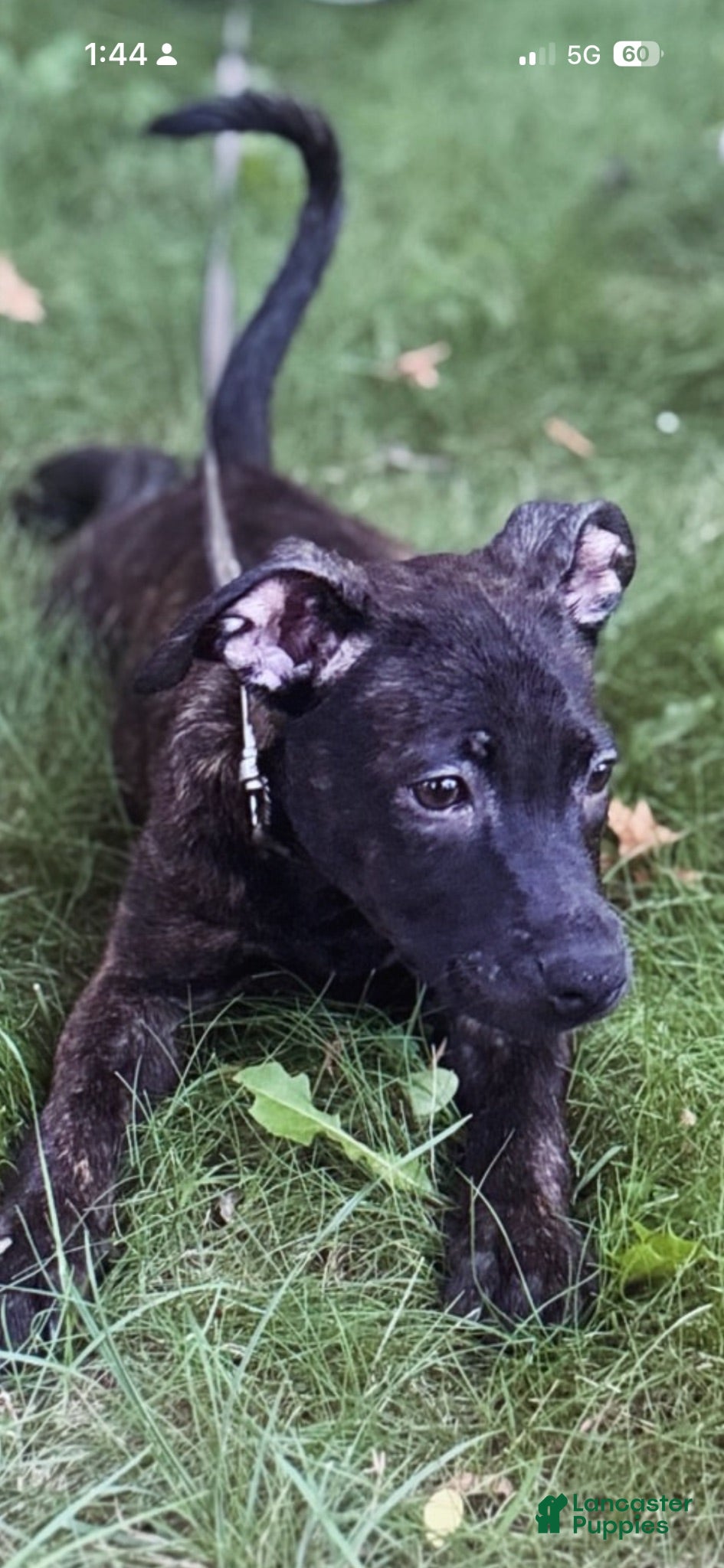 Mixed Breed dogs Mixed Breed 3 - Ad 15