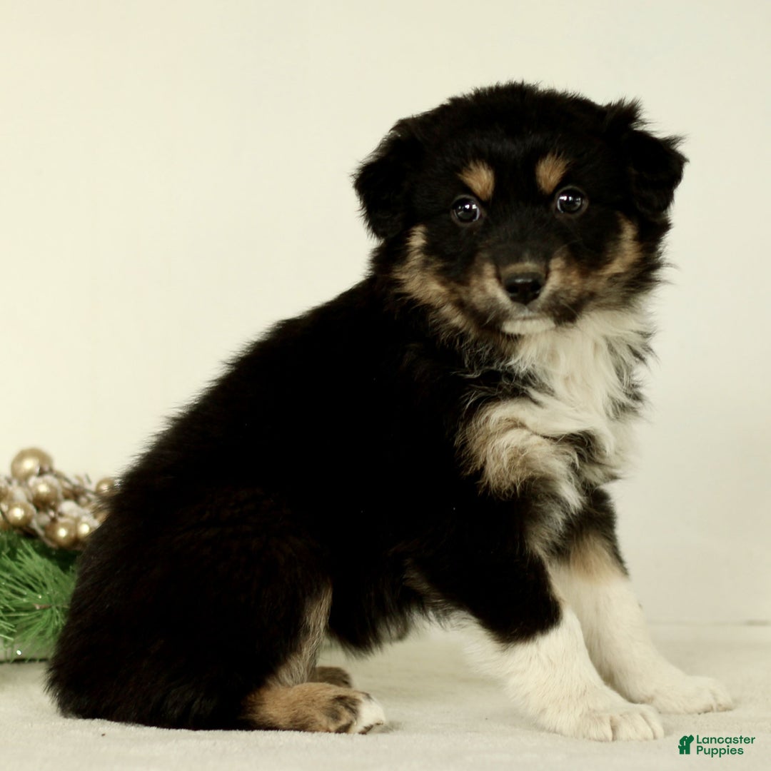 Australian Shepherd dogs for sale: Georgia  - Ad 2