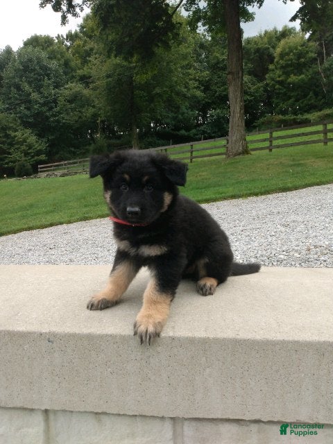 German Shepherd dogs Denver - Ad 1