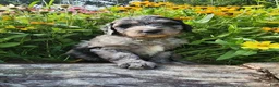 Mini Sheepadoodle dogs for sale: Artemis  - Ad 13