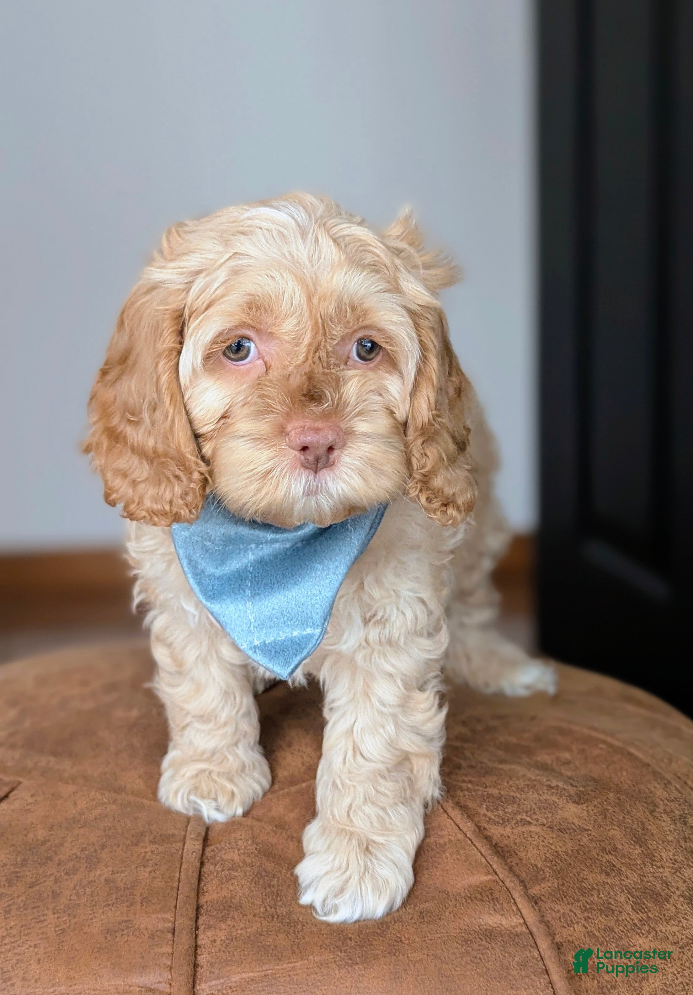 Cockapoo dogs Beckham Red Collar - Ad 1