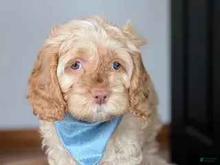 Cockapoo dogs for sale: Beckham Red Collar - Ad 3