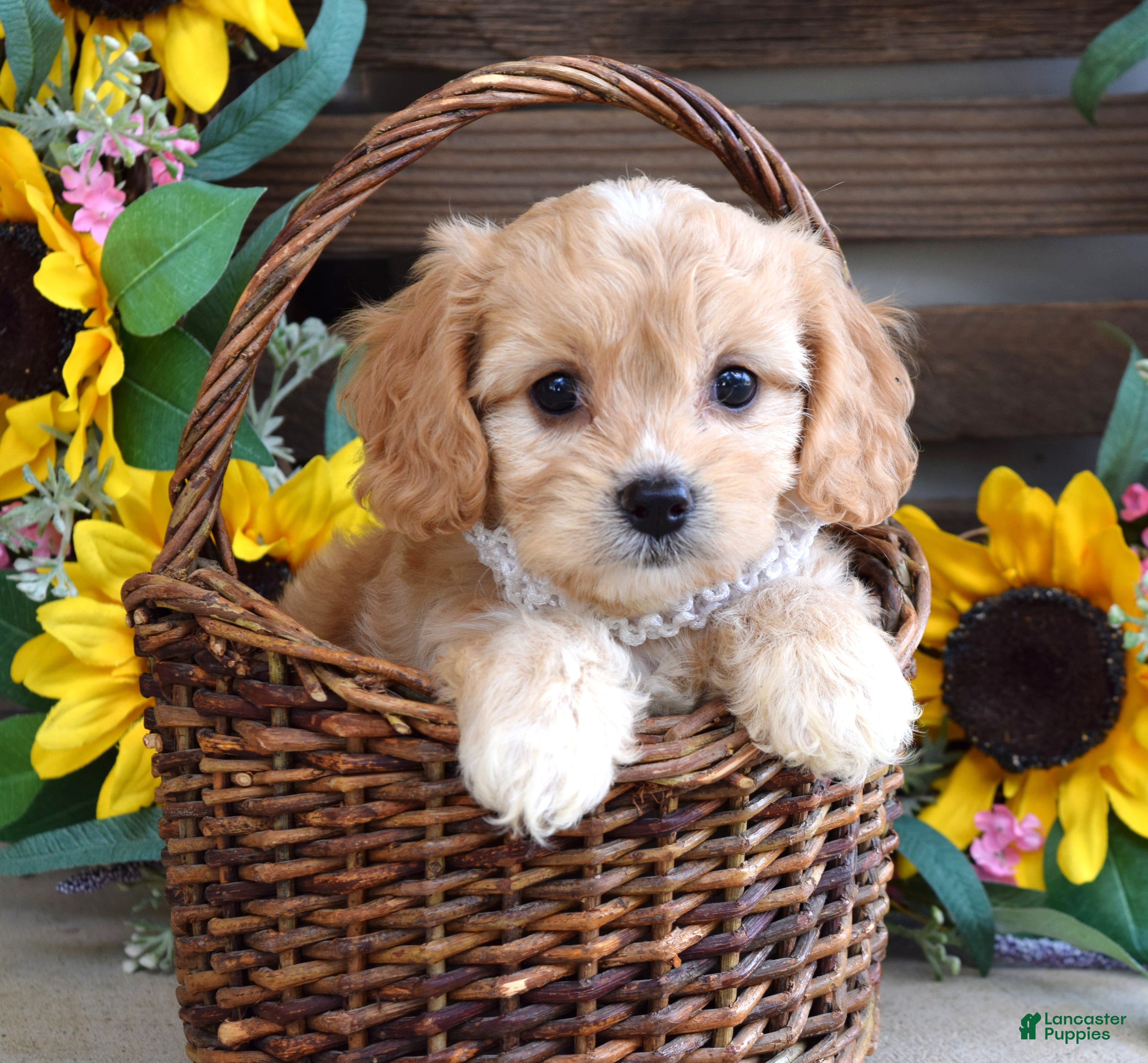 Cavachon dogs Tara - Ad 1