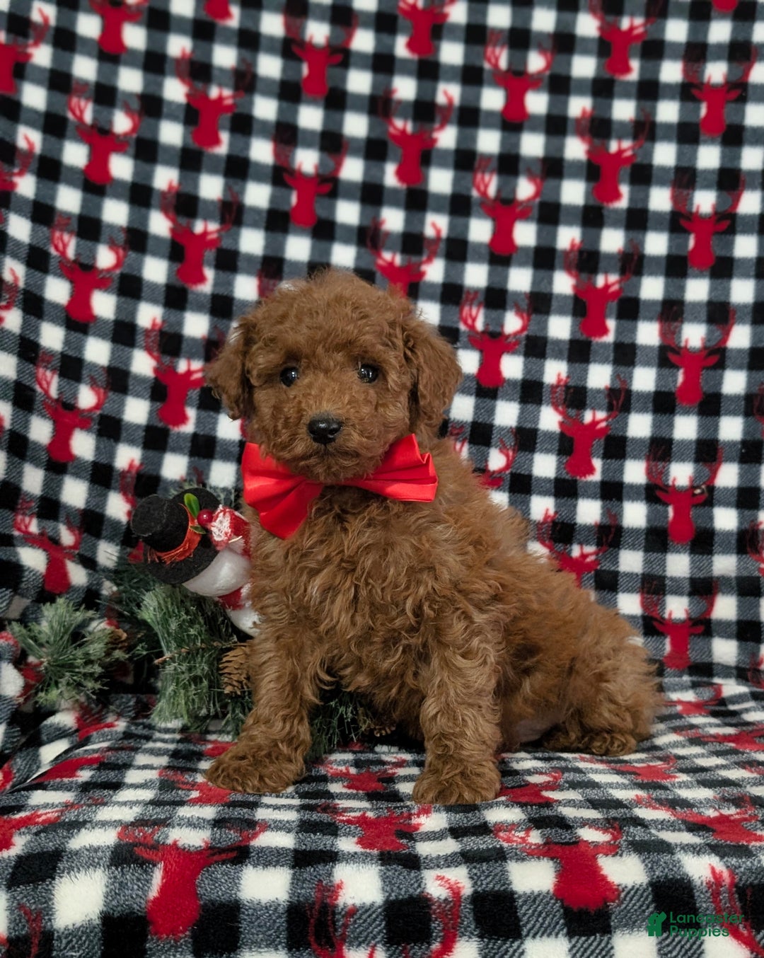 Miniature Poodle dogs for sale: Brody - Ad 3