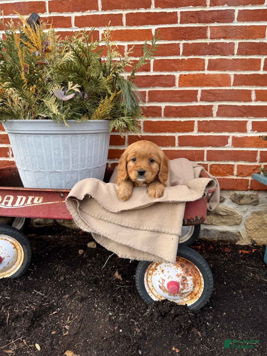 Miniature Golden Retriever dogs for sale: Miniature Golden Retriever Puppy 2 - Ad 1