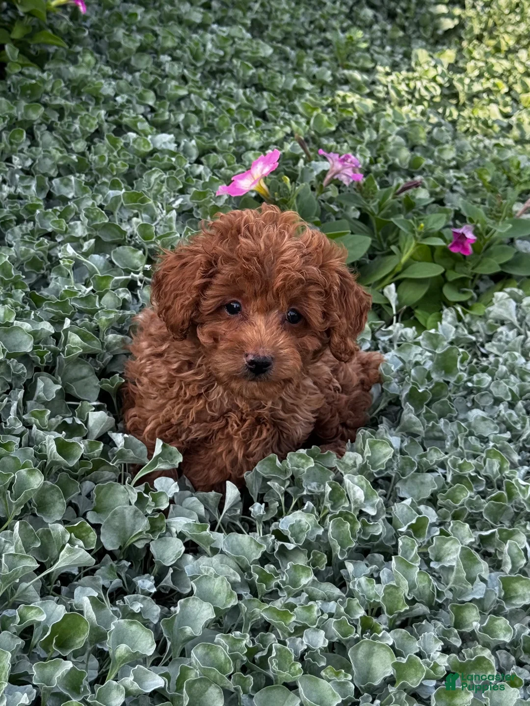 Toy Poodle dogs for sale: Small Pluto - Ad 6