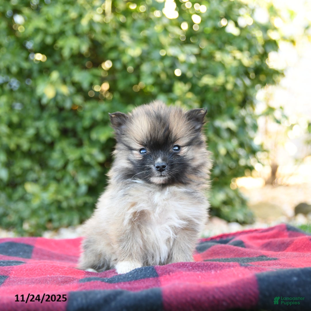 Pomeranian dogs for sale: Prissy - Ad 1