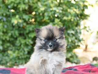 Pomeranian dogs Prissy - Ad 20