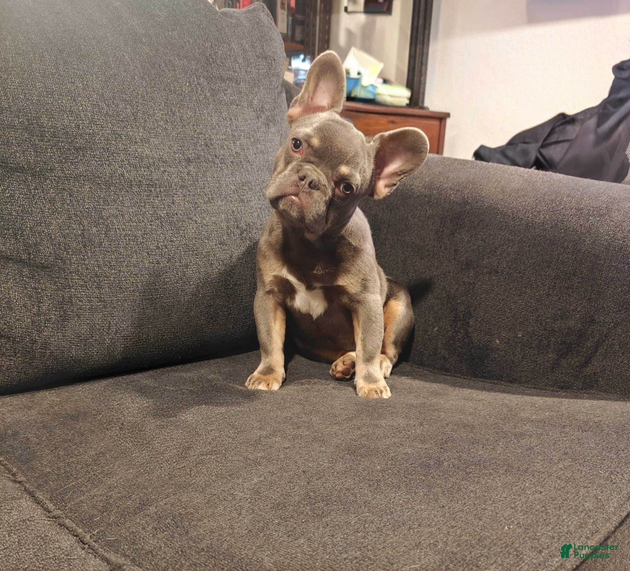 French Bulldog dogs Duke - Ad 1