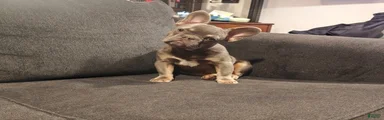 Duke