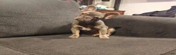 French Bulldog dogs for sale: Duke - Ad 1