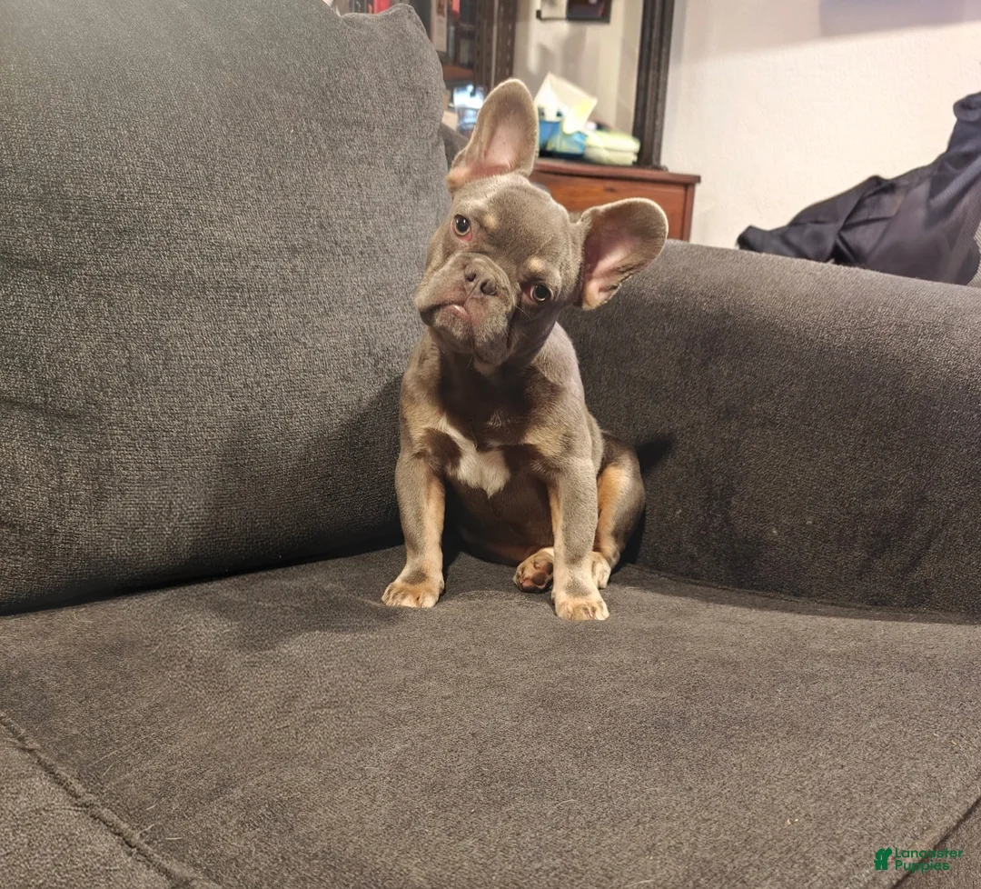 French Bulldog dogs for sale: Duke - Ad 1