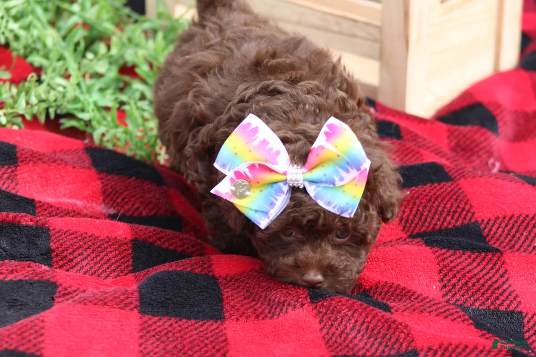 Toy Poodle dogs for sale: Holly - Ad 5