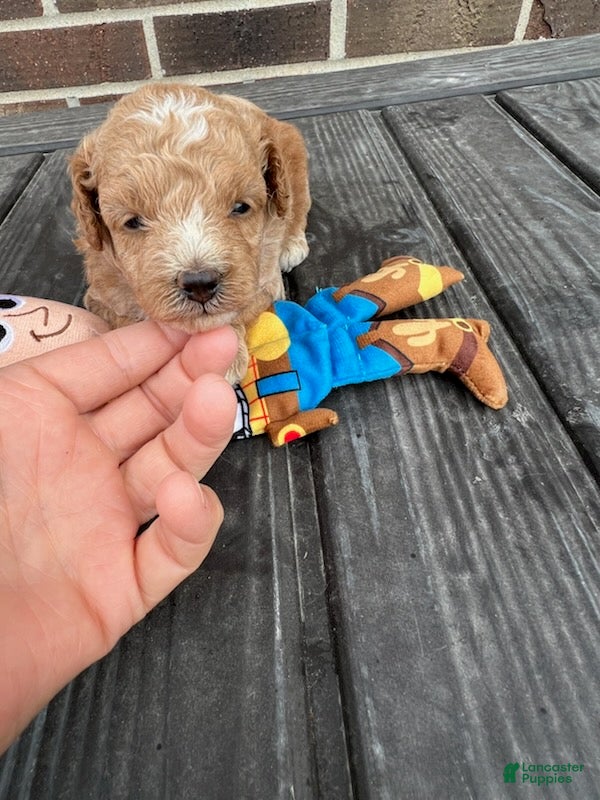 Miniature Poodle dogs Woody - Ad 2