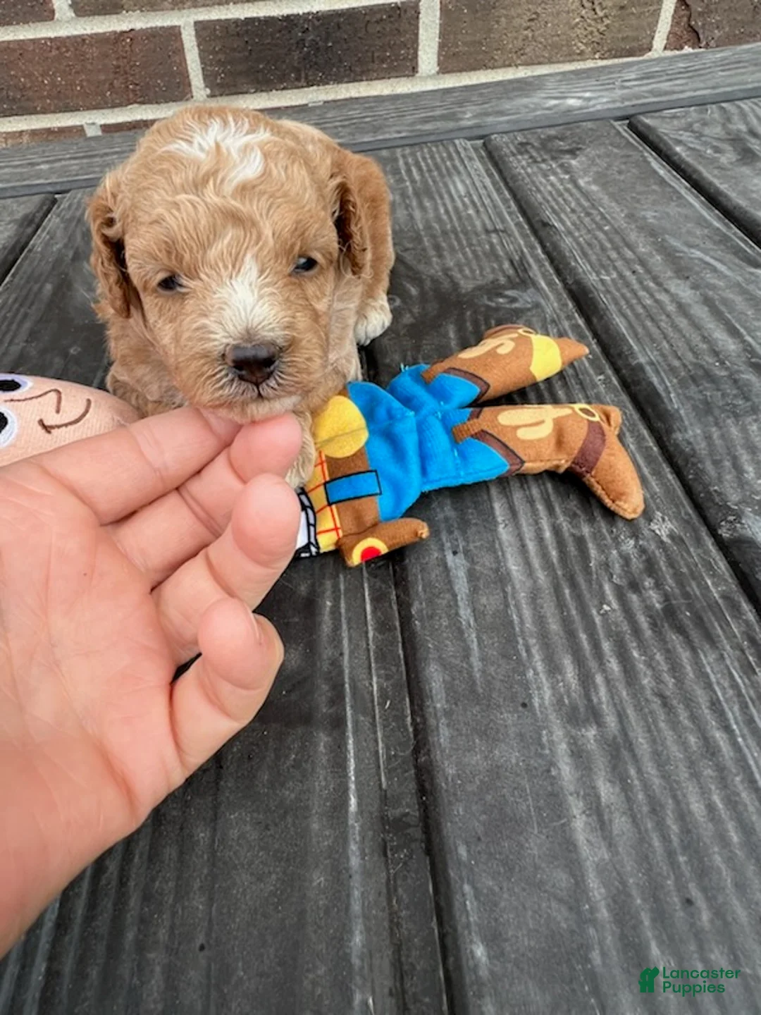 Miniature Poodle dogs for sale: Woody - Ad 2