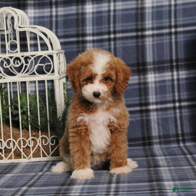 Miniature Poodle dogs Xoey (Irish Spotting) - Ad 2