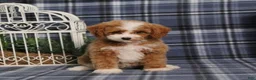 Miniature Poodle dogs for sale: Xoey (Irish Spotting) - Ad 8