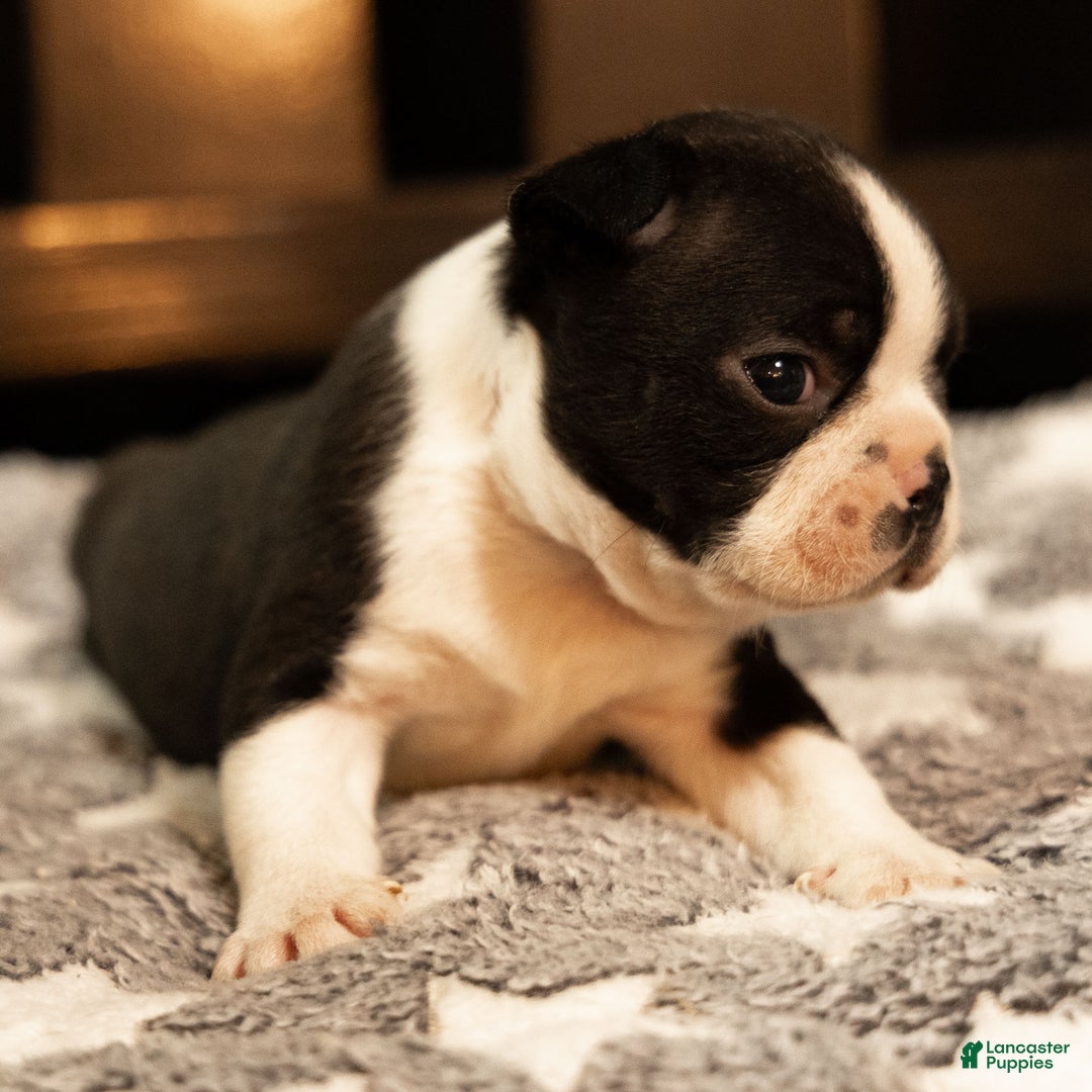 Boston Terrier dogs for sale: Winston - Ad 1