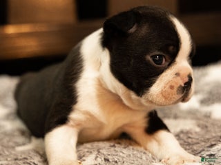 Boston Terrier dogs Winston - Ad 14