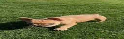 French Bulldog dogs for sale: Potato - Ad 5