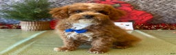 Cavapoo dogs for sale: Nate - Ad 2