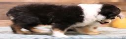 Toy Australian Shepherd dogs for sale: Toy Australian Shepherd Puppy 1 - Ad 4