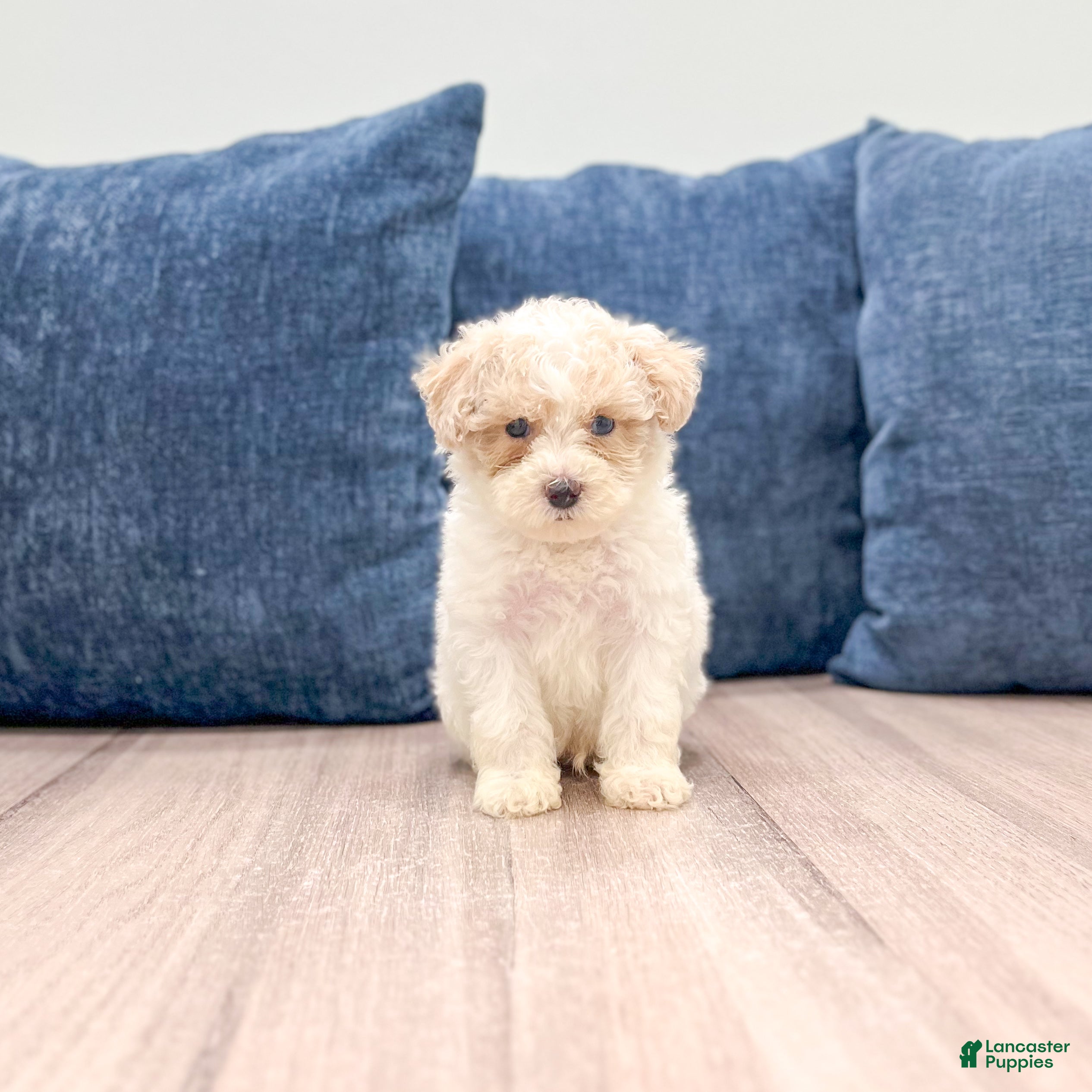 Toy Poodle dogs for sale: Bo - Ad 2