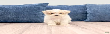 Bo