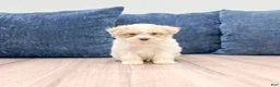 Toy Poodle dogs for sale: Bo - Ad 1
