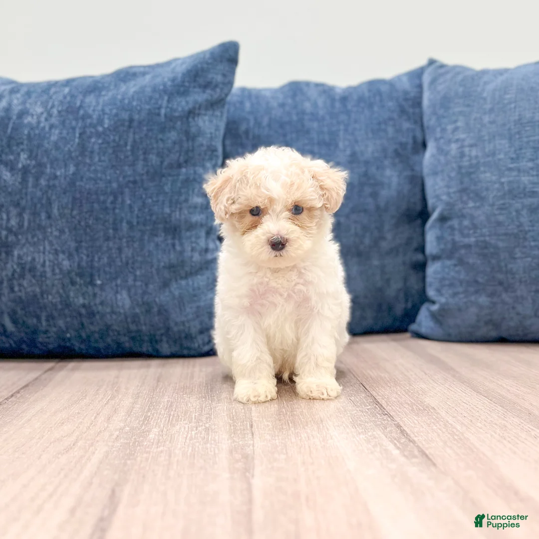 Toy Poodle dogs for sale: Bo - Ad 1