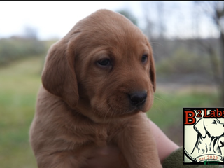 Labrador Retriever dogs - Ad 35