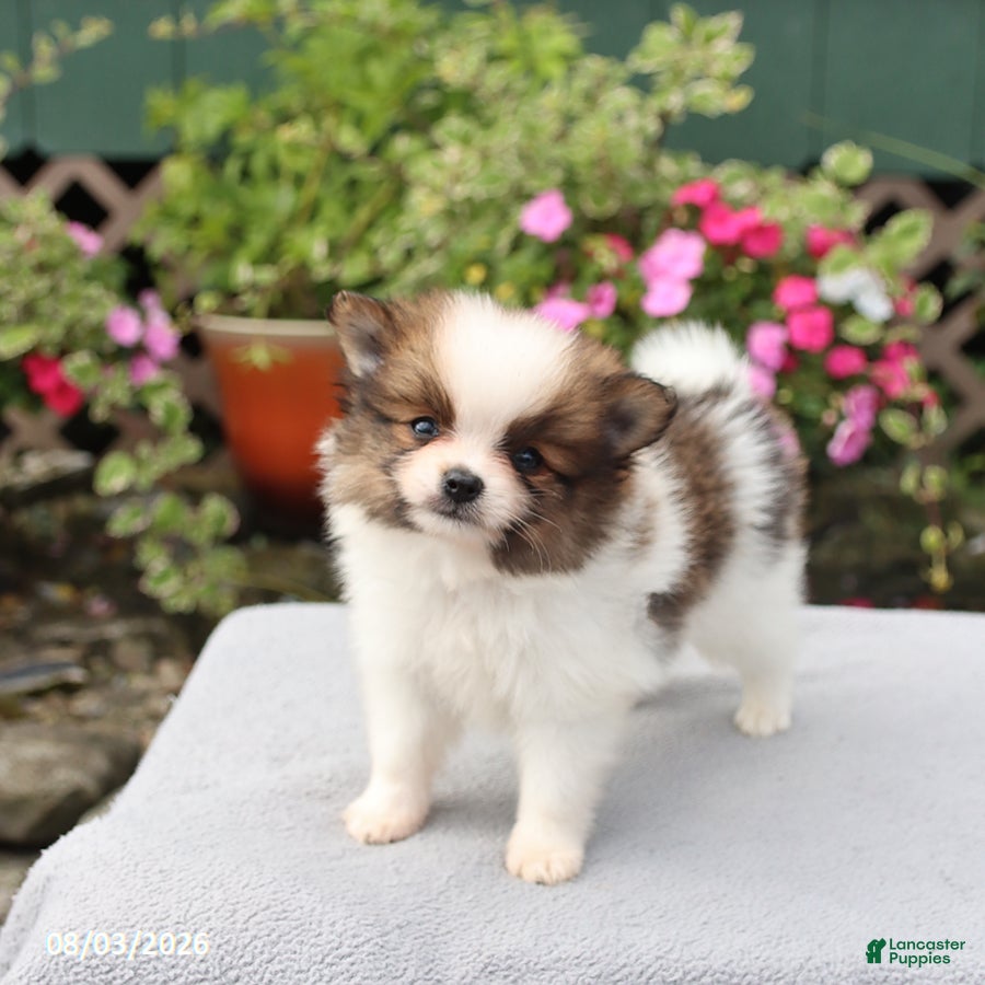 Pomeranian dogs Snickers - Ad 1