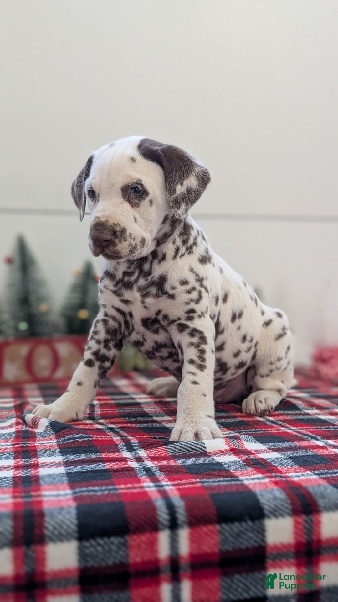 Dalmatian dogs for sale: Marshall - Ad 9