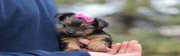 Yorkshire Terrier dogs for sale: Raven - Ad 15