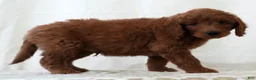 Mini Goldendoodle dogs for sale: Riley - Ad 3