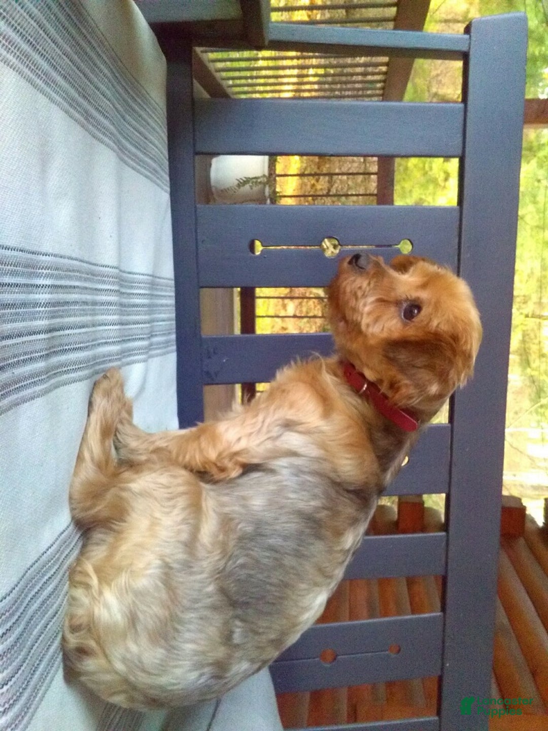 Yorkshire Terrier dogs for sale: Beck - Ad 10