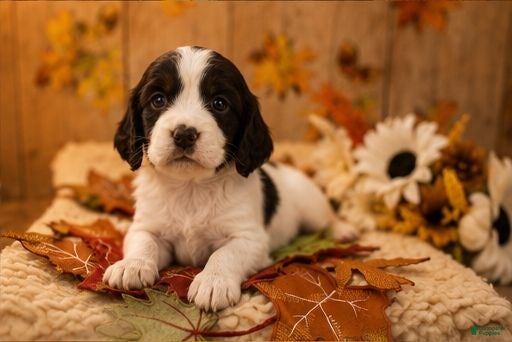 English Springer Spaniel dogs Brother - Ad 40