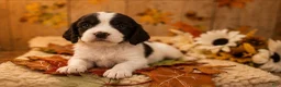 English Springer Spaniel dogs for sale: Brother - Ad 1