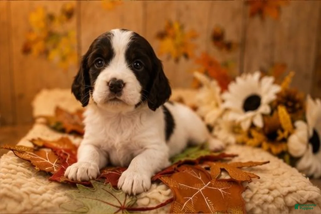 English Springer Spaniel dogs for sale: Brother - Ad 1