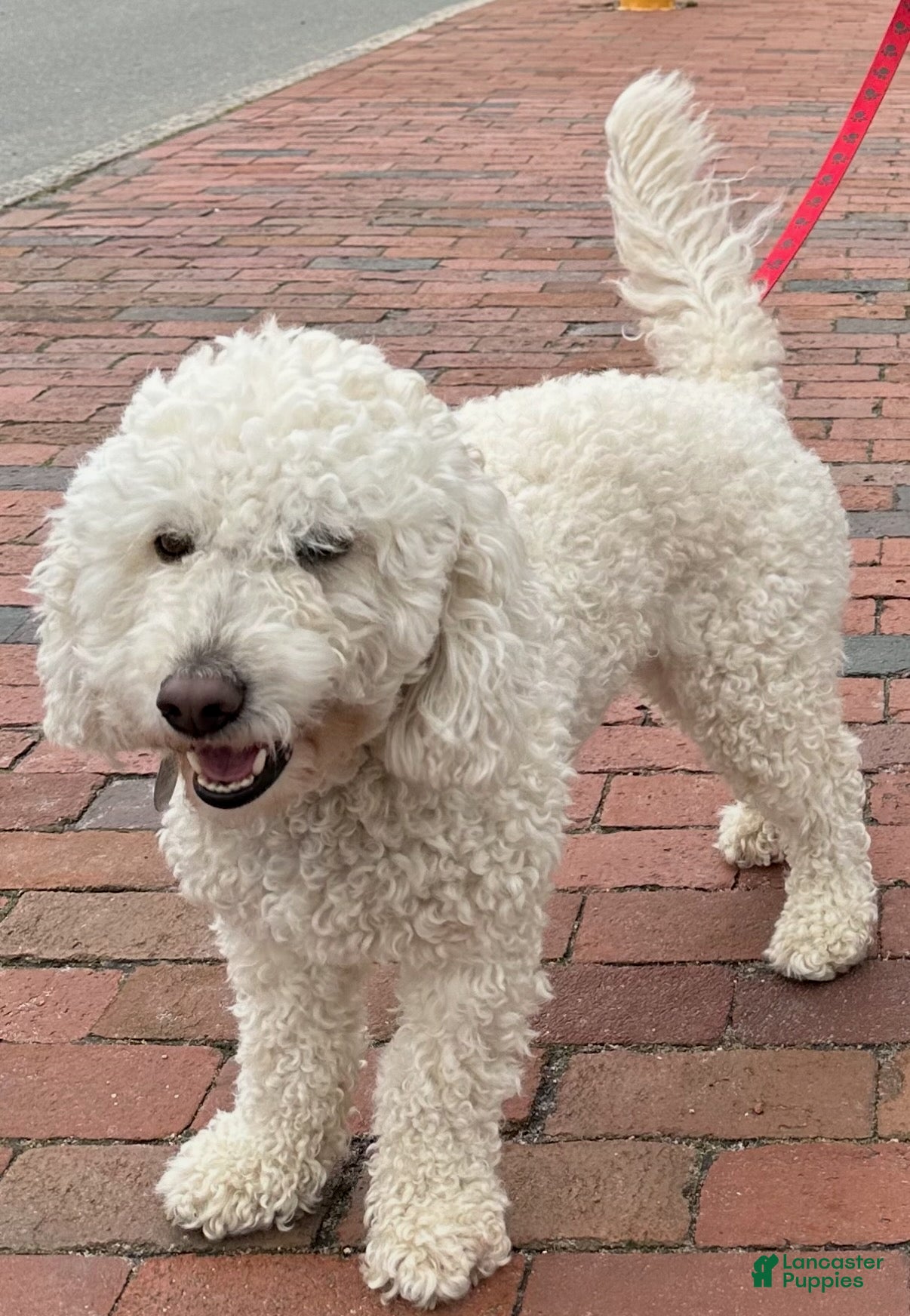 Amelia (Millie)