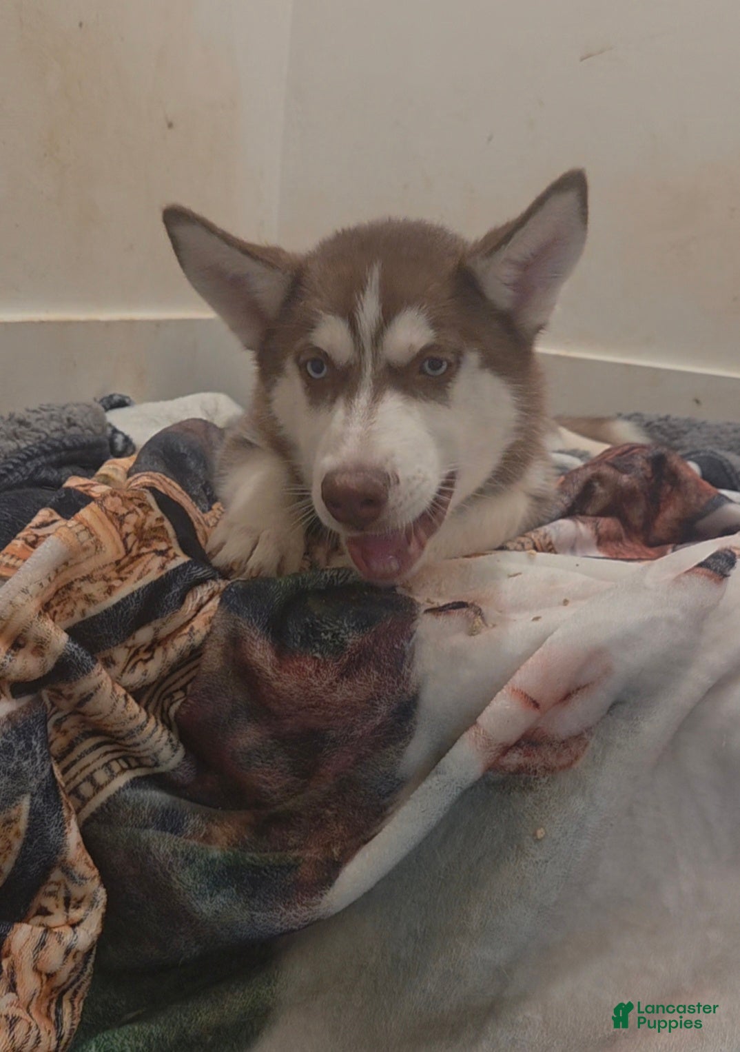 Siberian Husky dogs Kemet - Ad 18