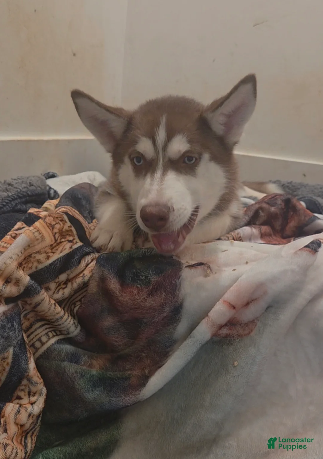 Siberian Husky dogs for sale: Kemet - Ad 1