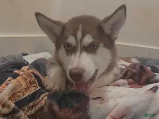 Siberian Husky dogs Kemet - Ad 18