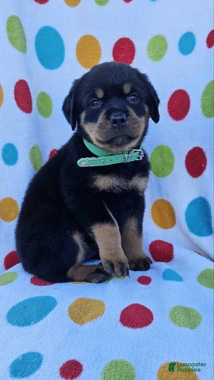 Rottweiler dogs Polly - Ad 2