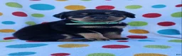 Rottweiler dogs for sale: Polly - Ad 2
