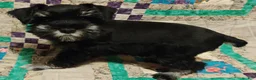 Miniature Schnauzer dogs for sale: Girl 2 - Ad 3