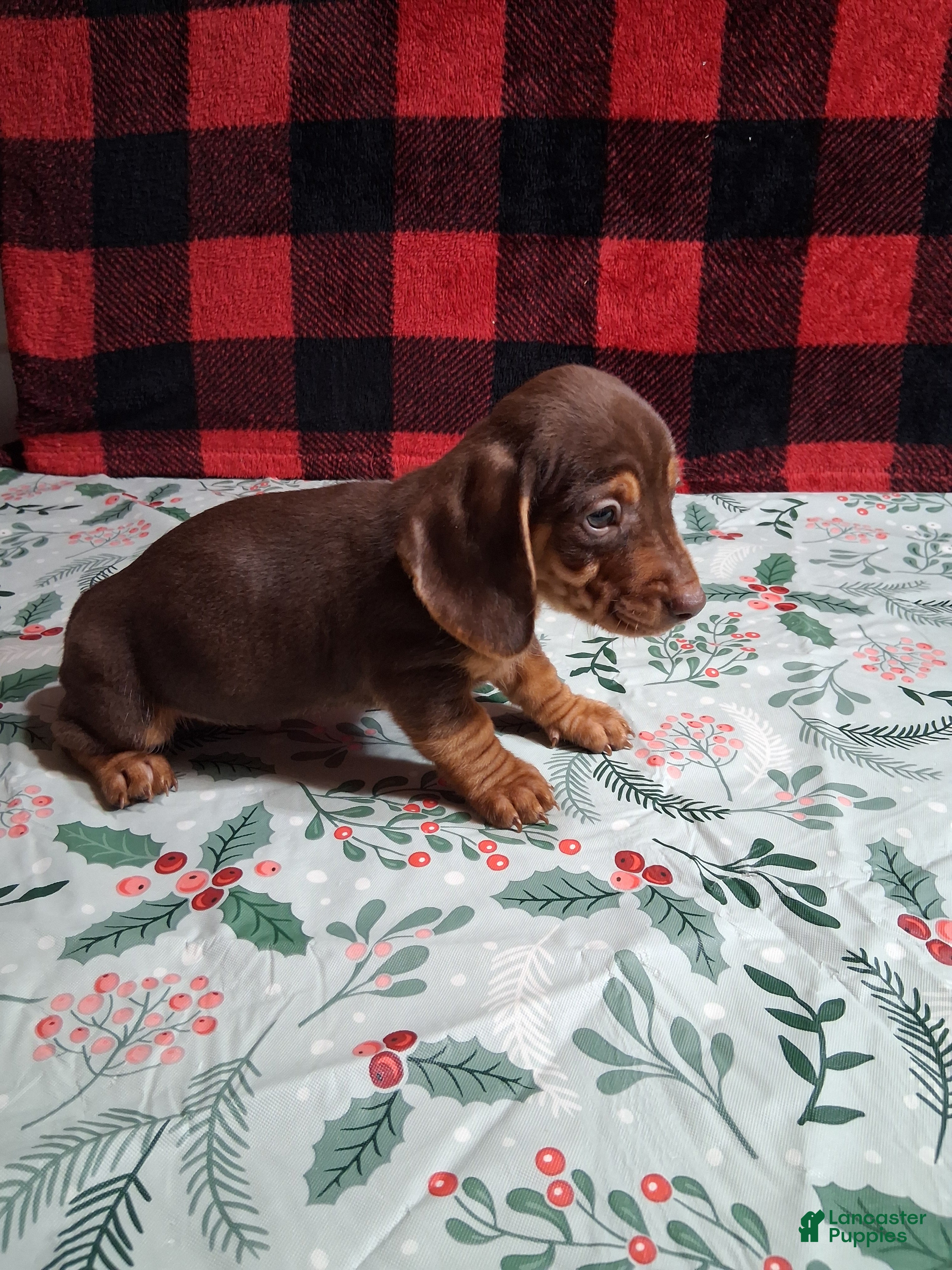 Miniature Dachshund dogs Kit Kat - Ad 22