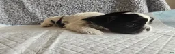 Shih Tzu dogs for sale: Button - Ad 5
