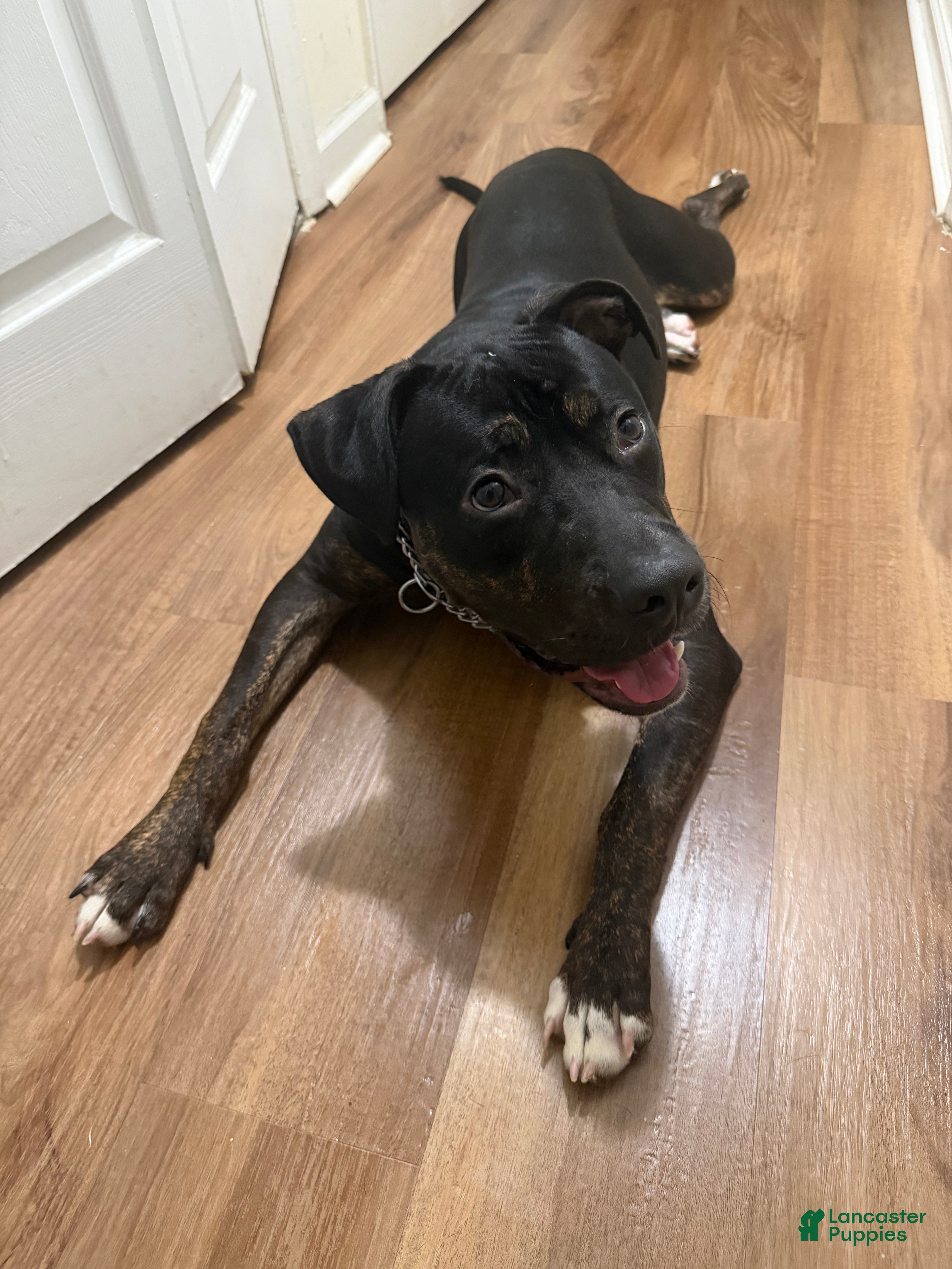 Mixed Breed dogs Mixed Breed 1 - Ad 16